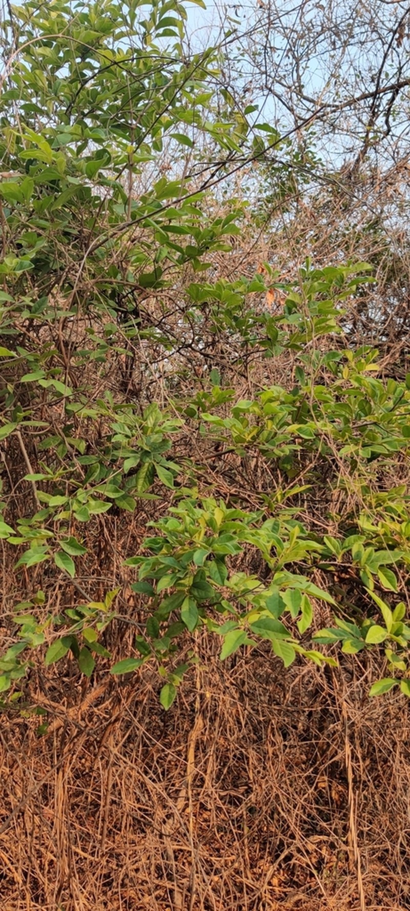 Diospyros chloroxylon photo 6