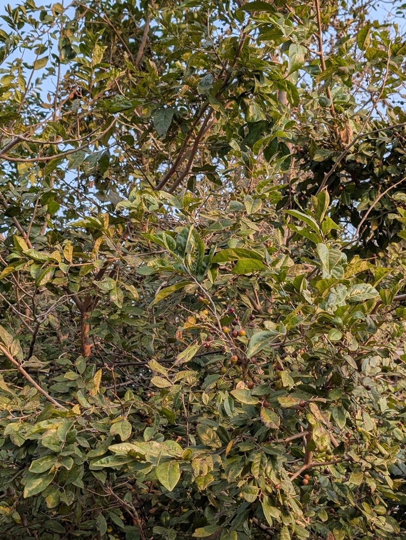 Diospyros chloroxylon photo 7