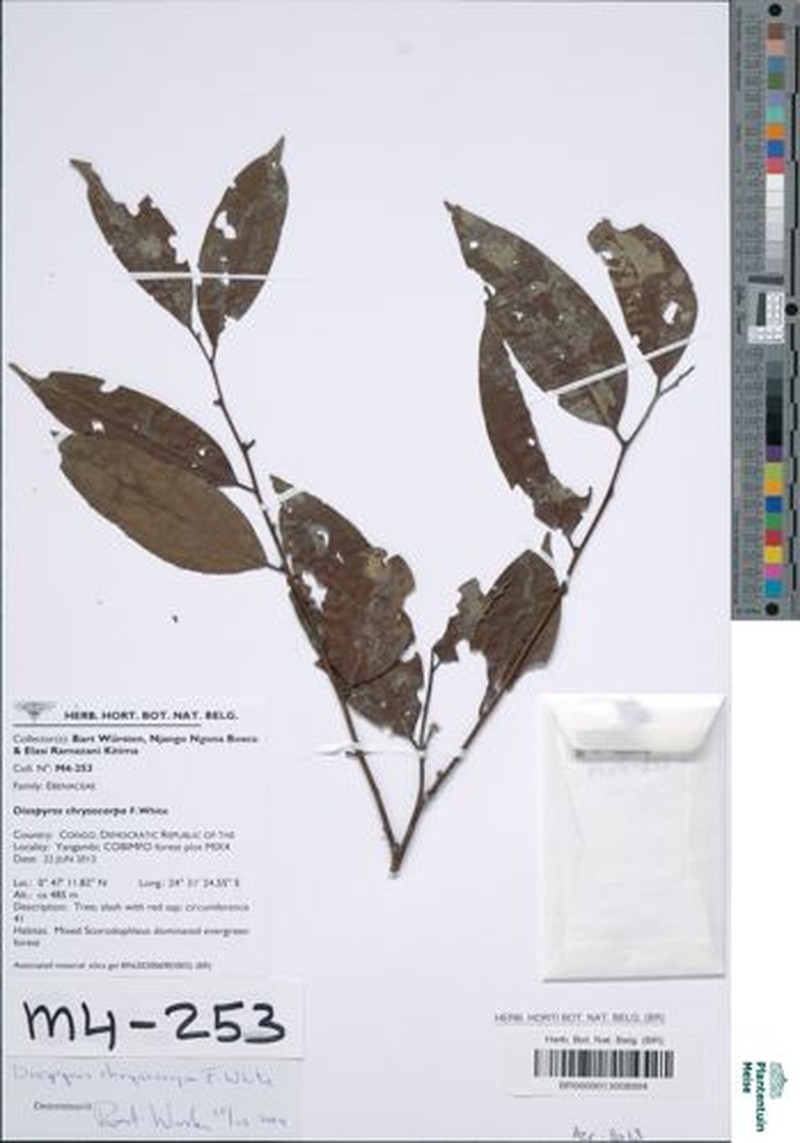Diospyros chrysocarpa