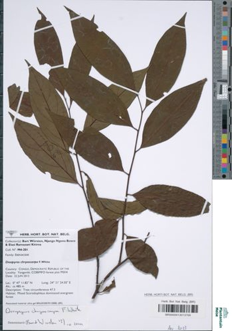 Diospyros chrysocarpa photo 2