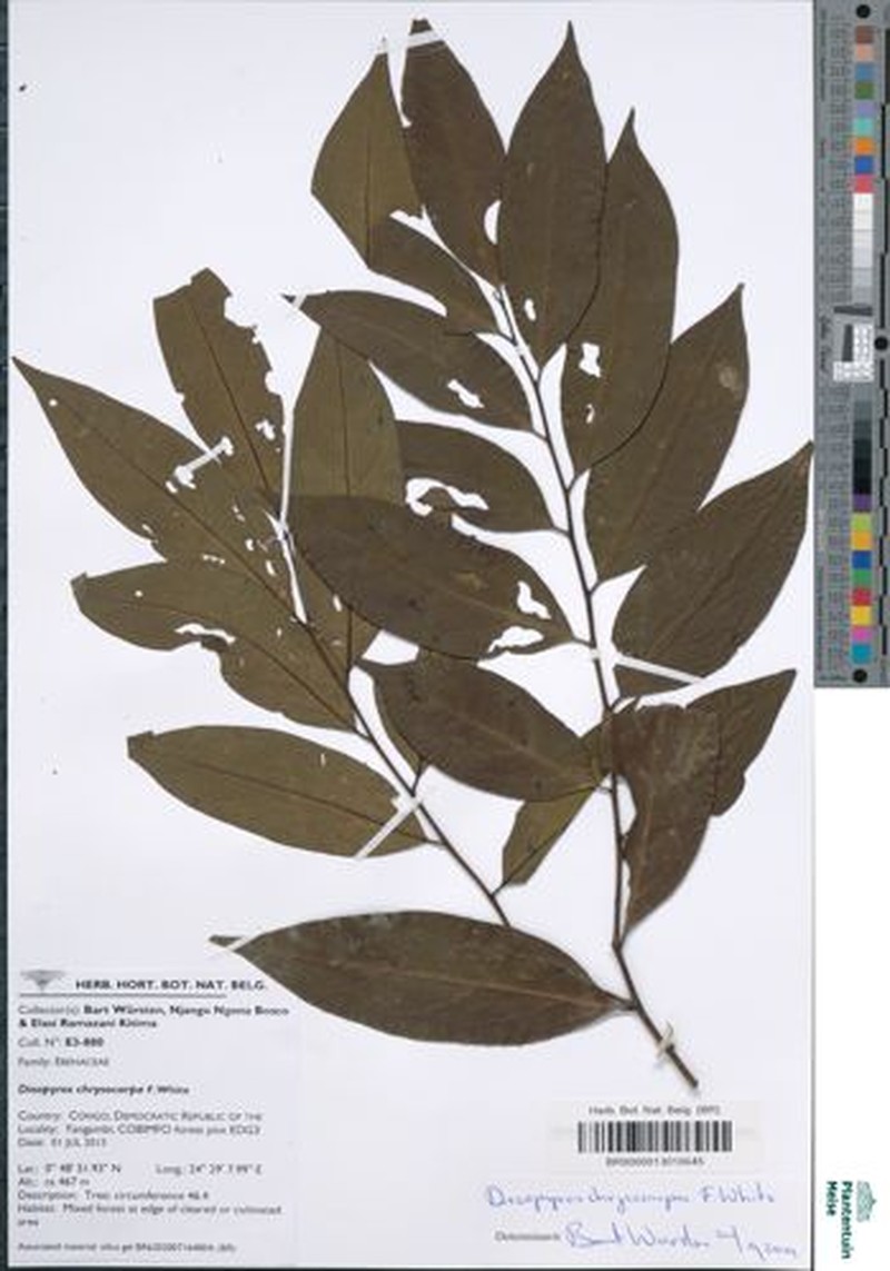 Diospyros chrysocarpa photo 3