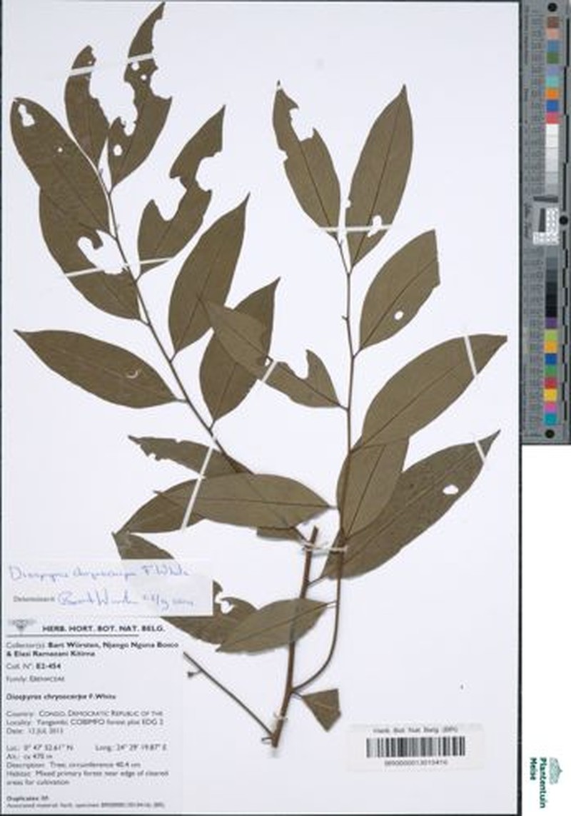 Diospyros chrysocarpa photo 4