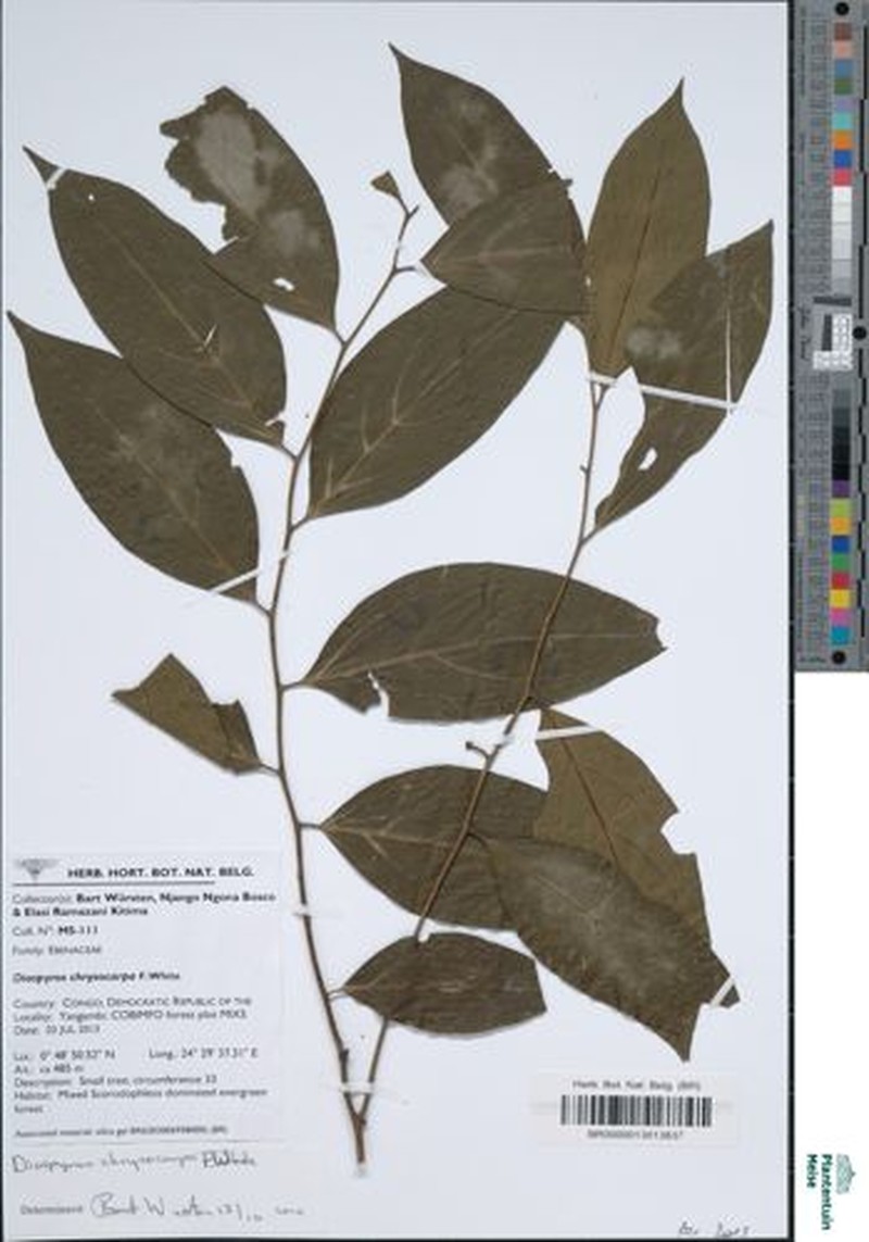 Diospyros chrysocarpa photo 5