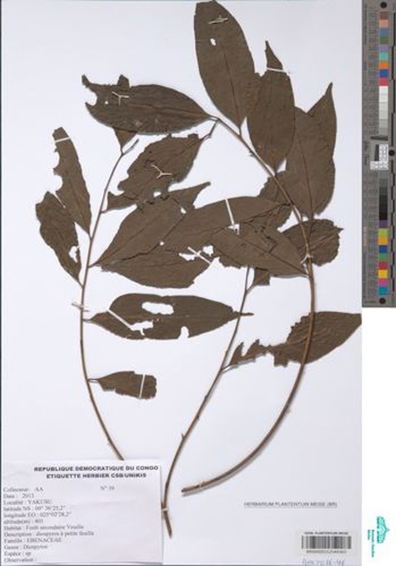 Diospyros chrysocarpa photo 6