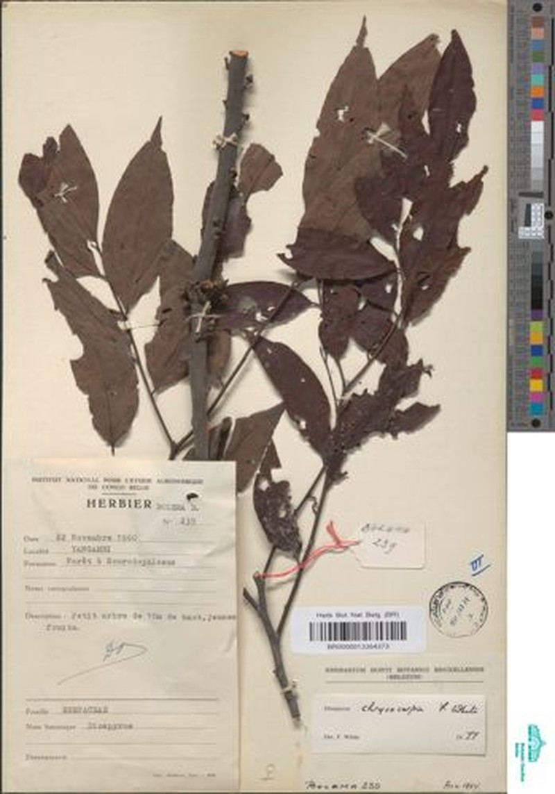 Diospyros chrysocarpa photo 7