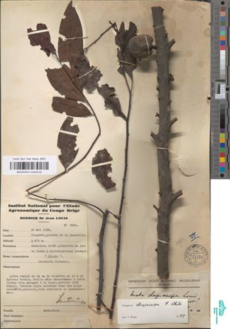 Diospyros chrysocarpa photo 8