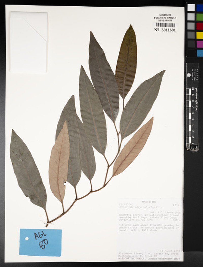 Diospyros chrysophyllos