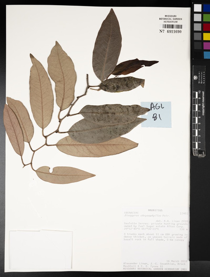 Diospyros chrysophyllos photo 2