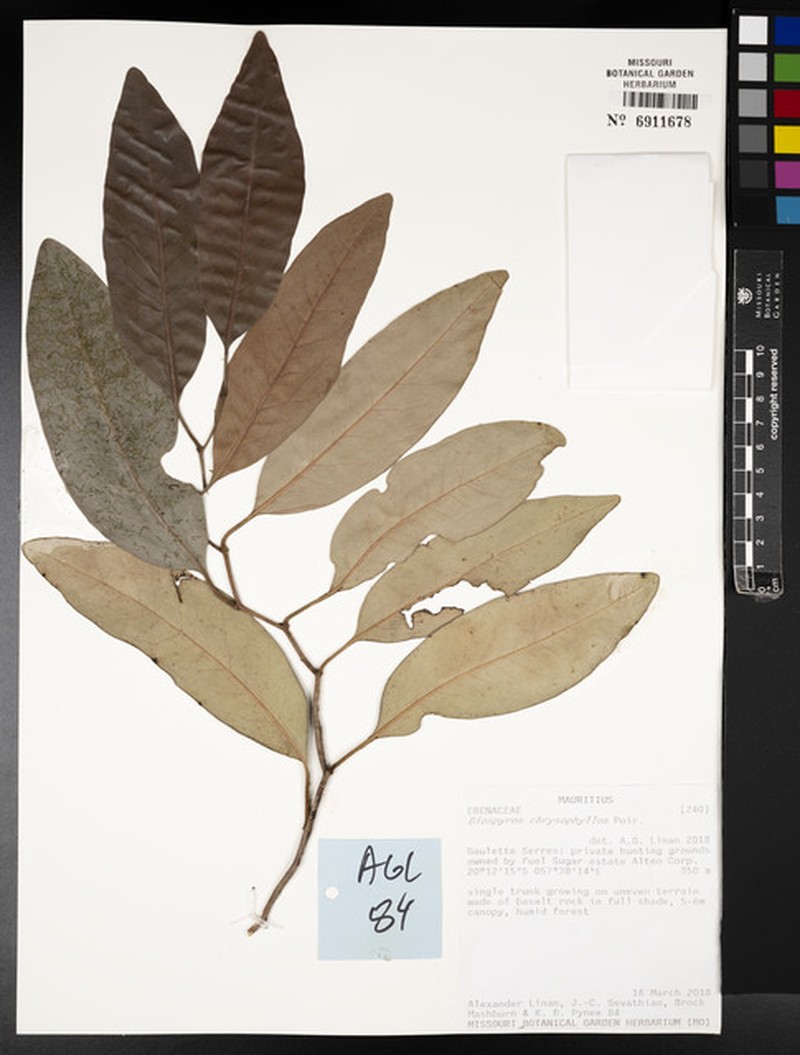 Diospyros chrysophyllos photo 3