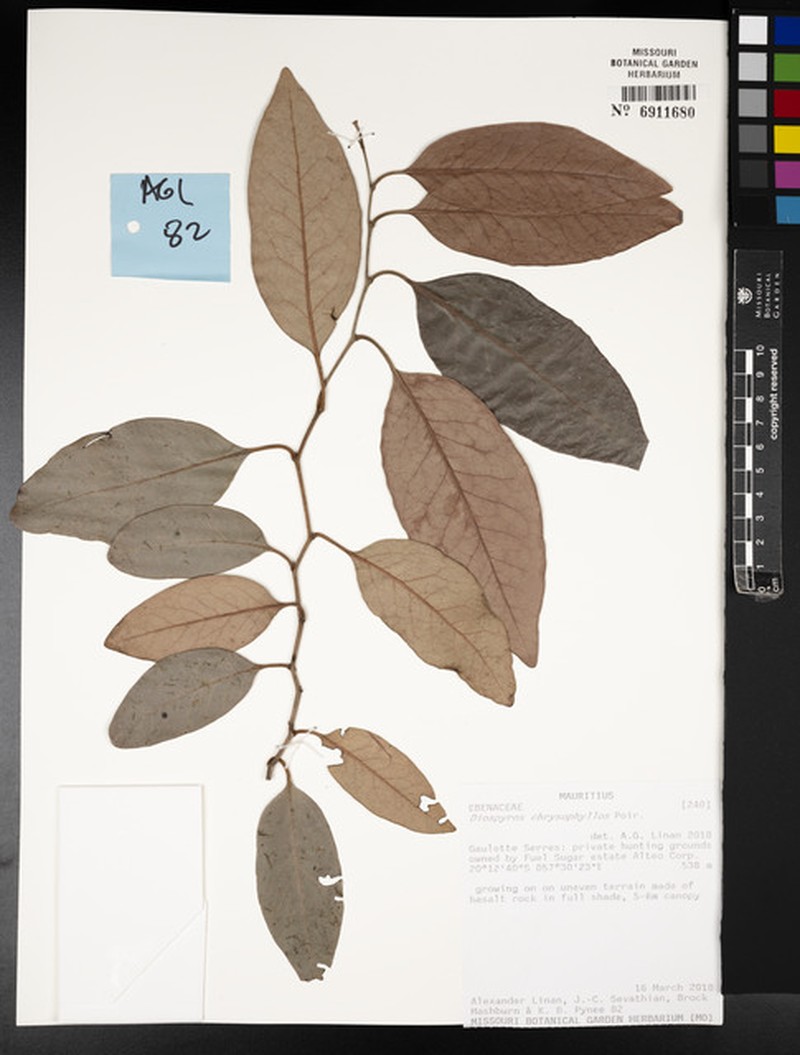 Diospyros chrysophyllos photo 4