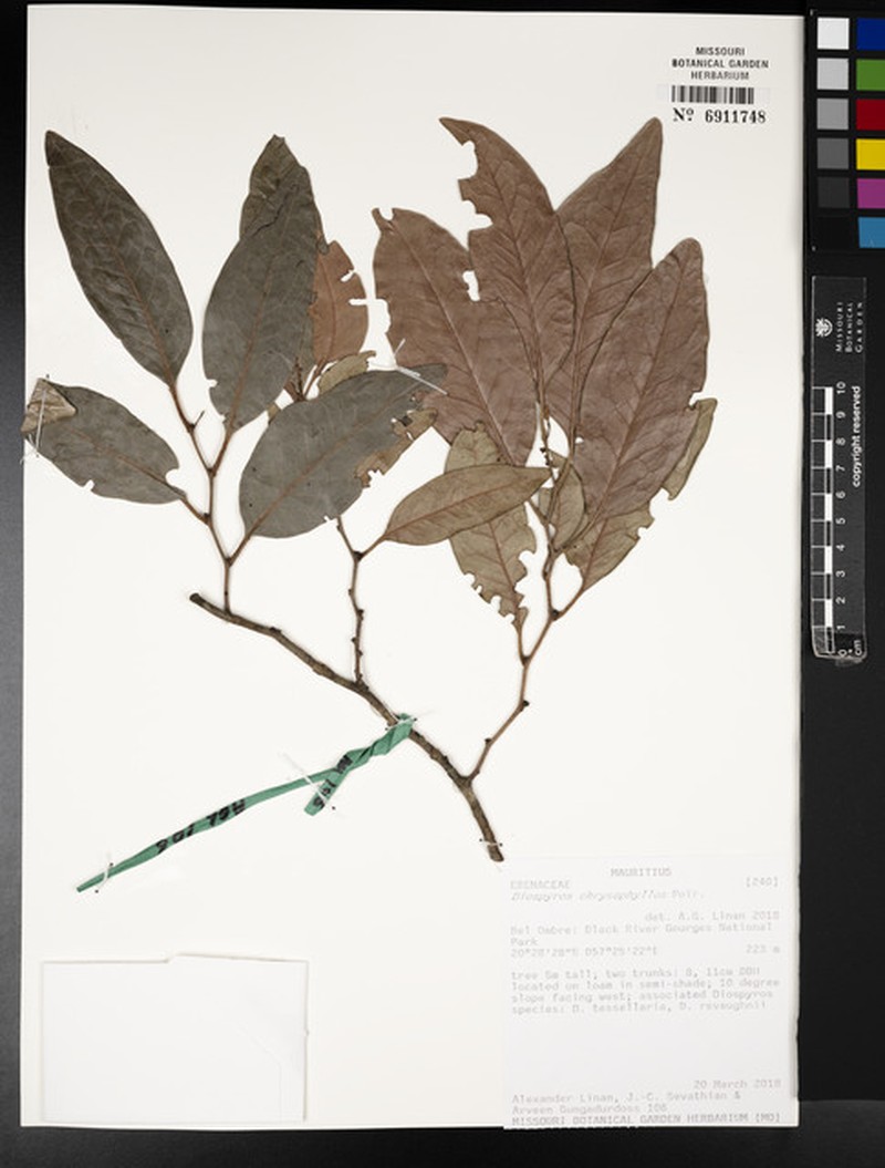 Diospyros chrysophyllos photo 5