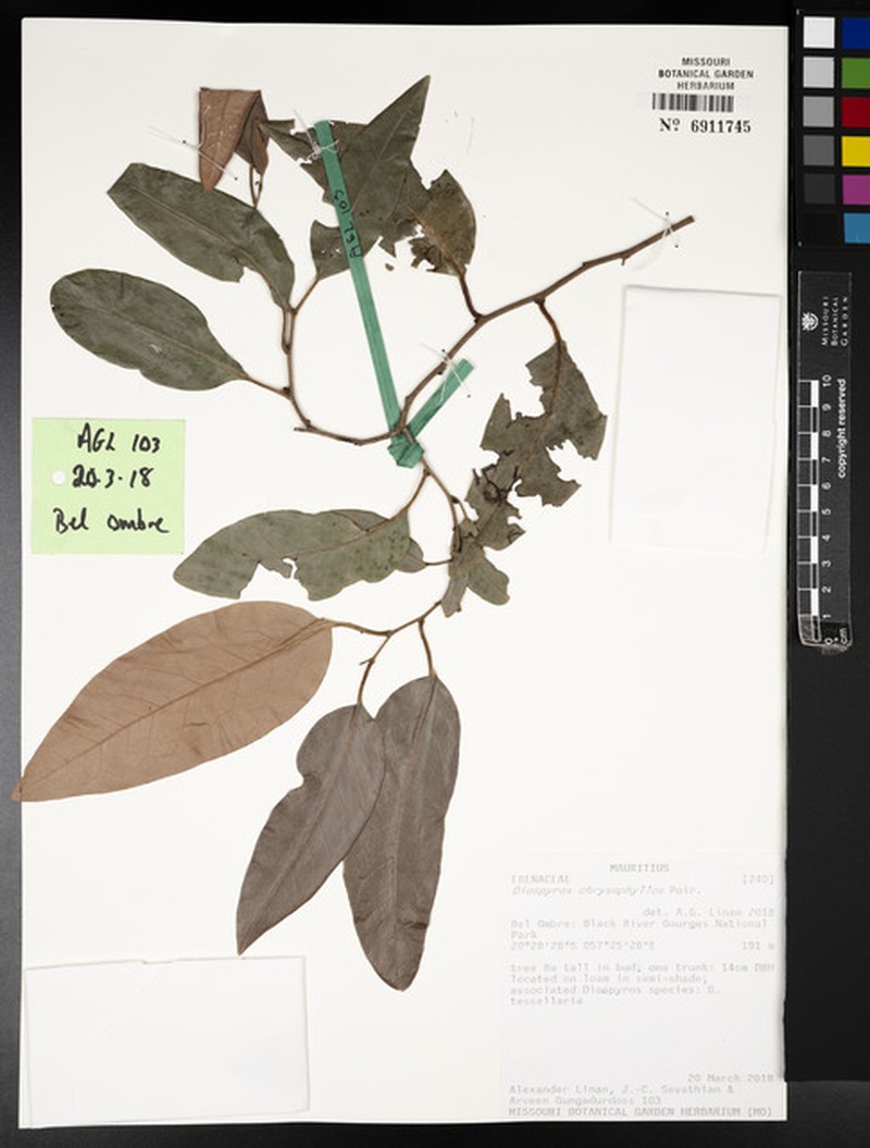 Diospyros chrysophyllos photo 6