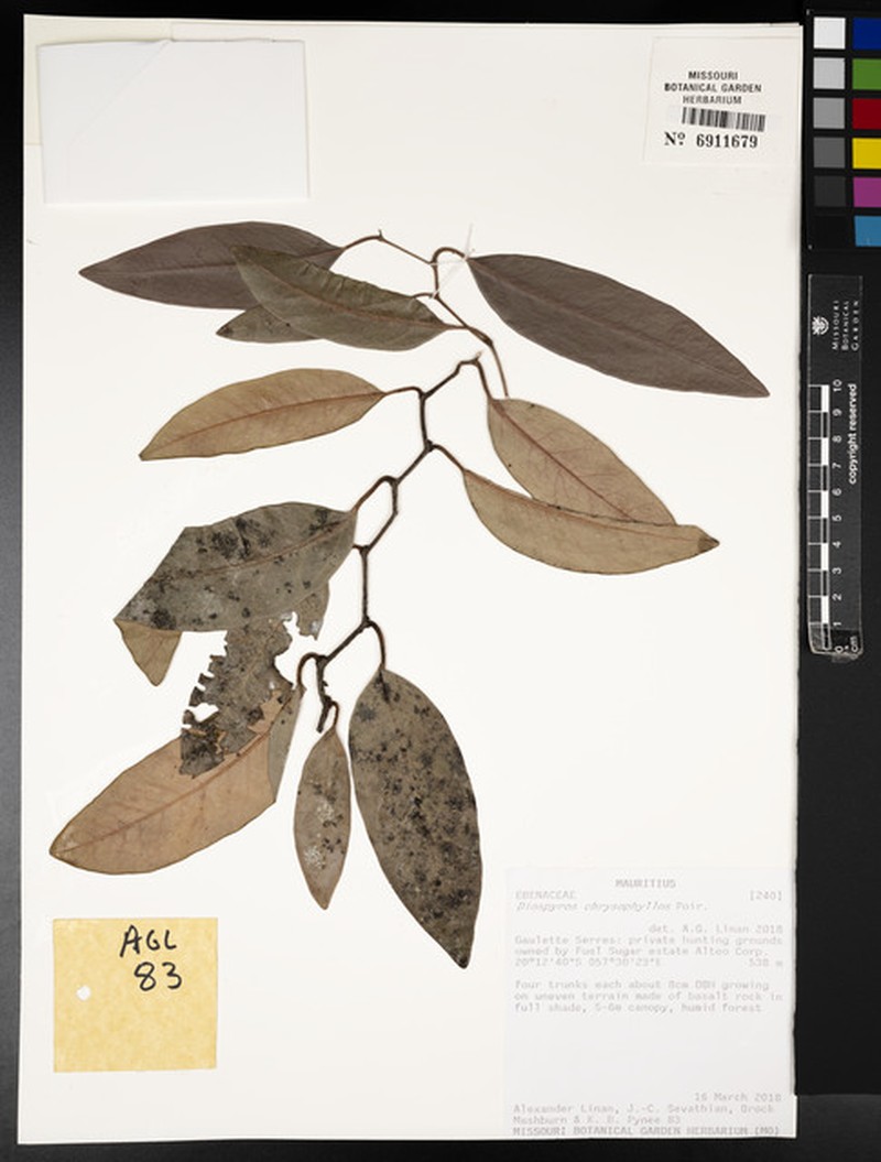 Diospyros chrysophyllos photo 7