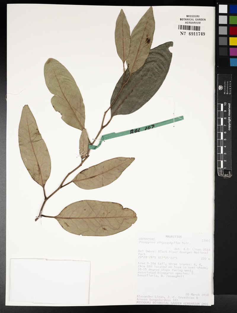 Diospyros chrysophyllos photo 8
