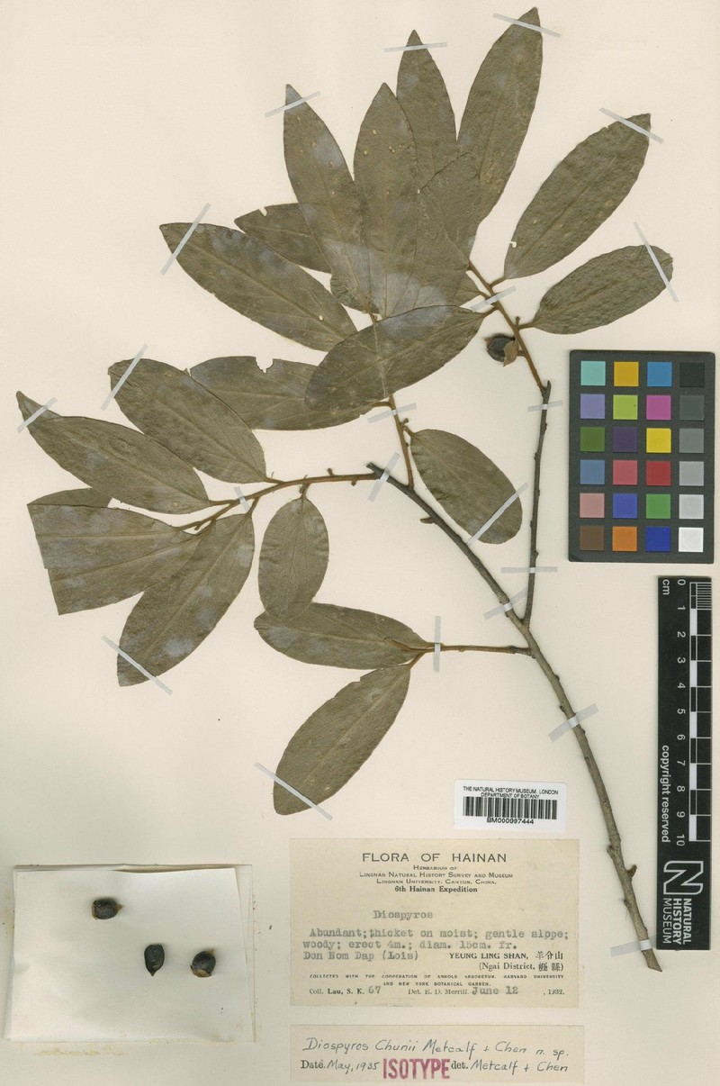 Diospyros chunii