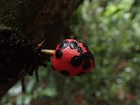 Diospyros cinnabarina