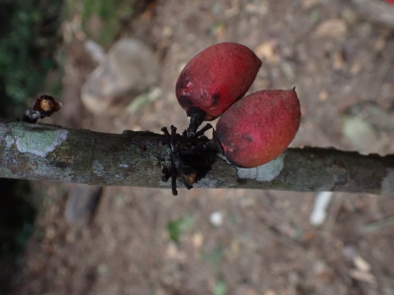 Diospyros cinnabarina photo 2