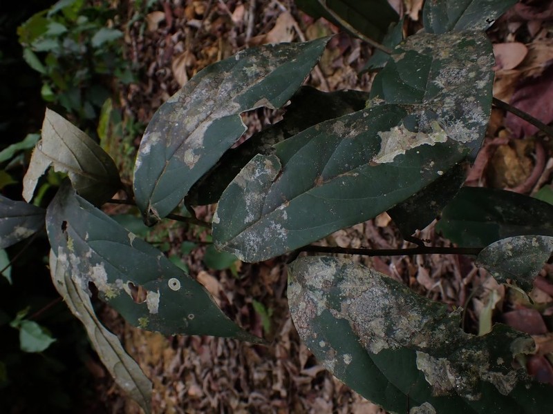 Diospyros cinnabarina photo 3
