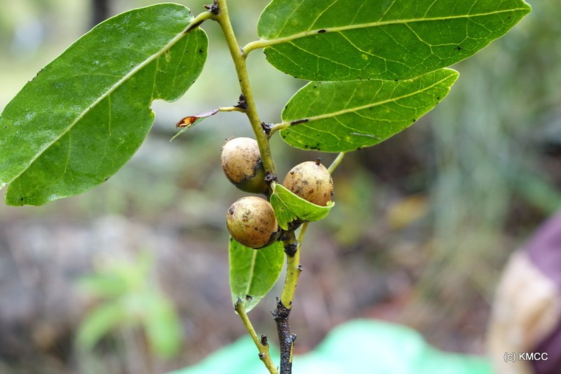 Diospyros cinnamomoides