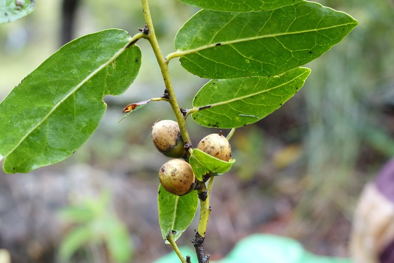 Diospyros cinnamomoides photo 2