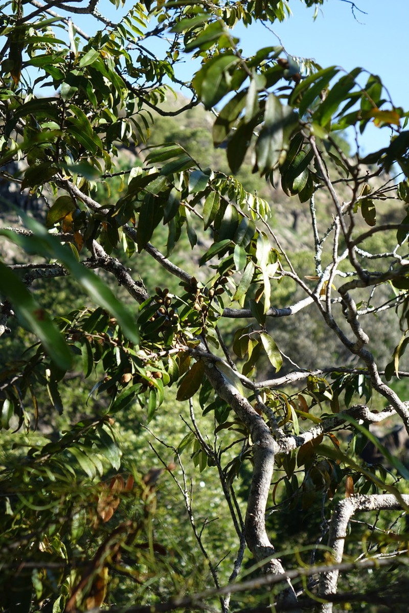 Diospyros cinnamomoides photo 3