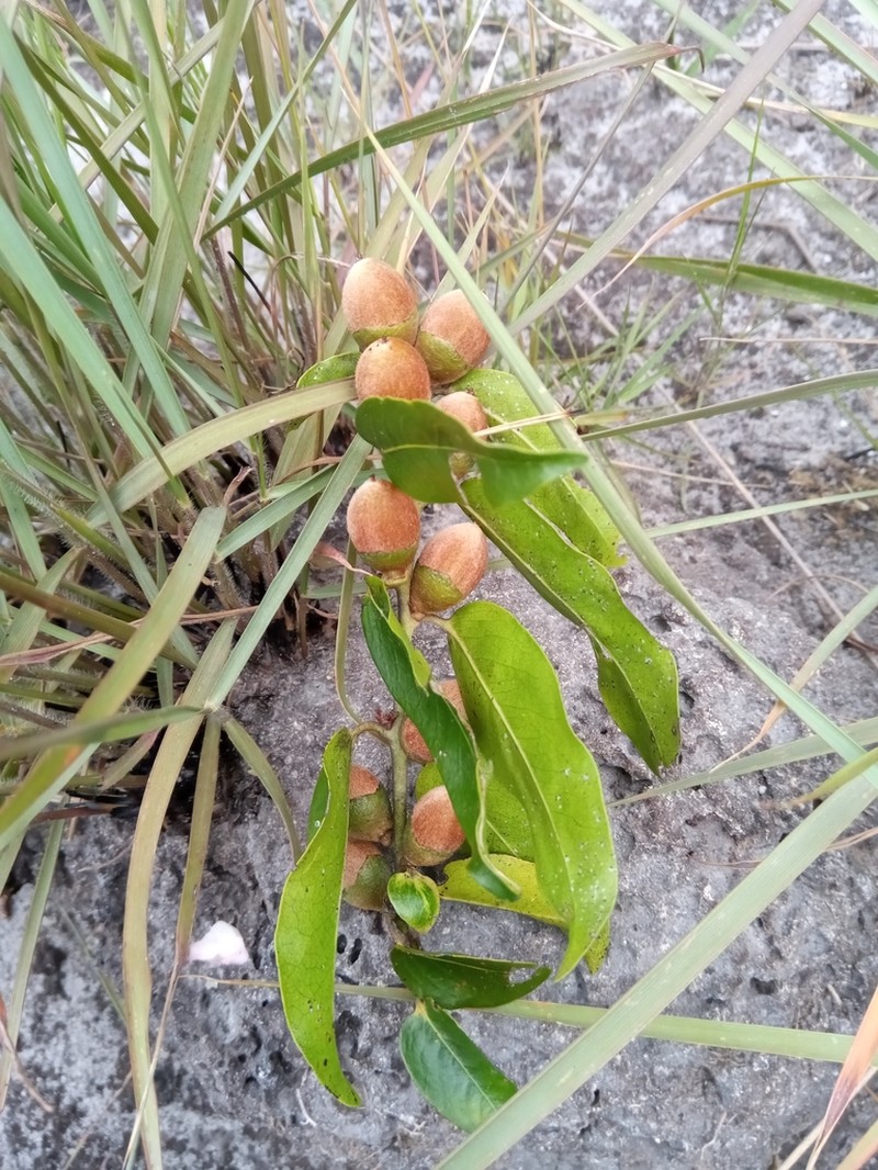 Diospyros cinnamomoides photo 4