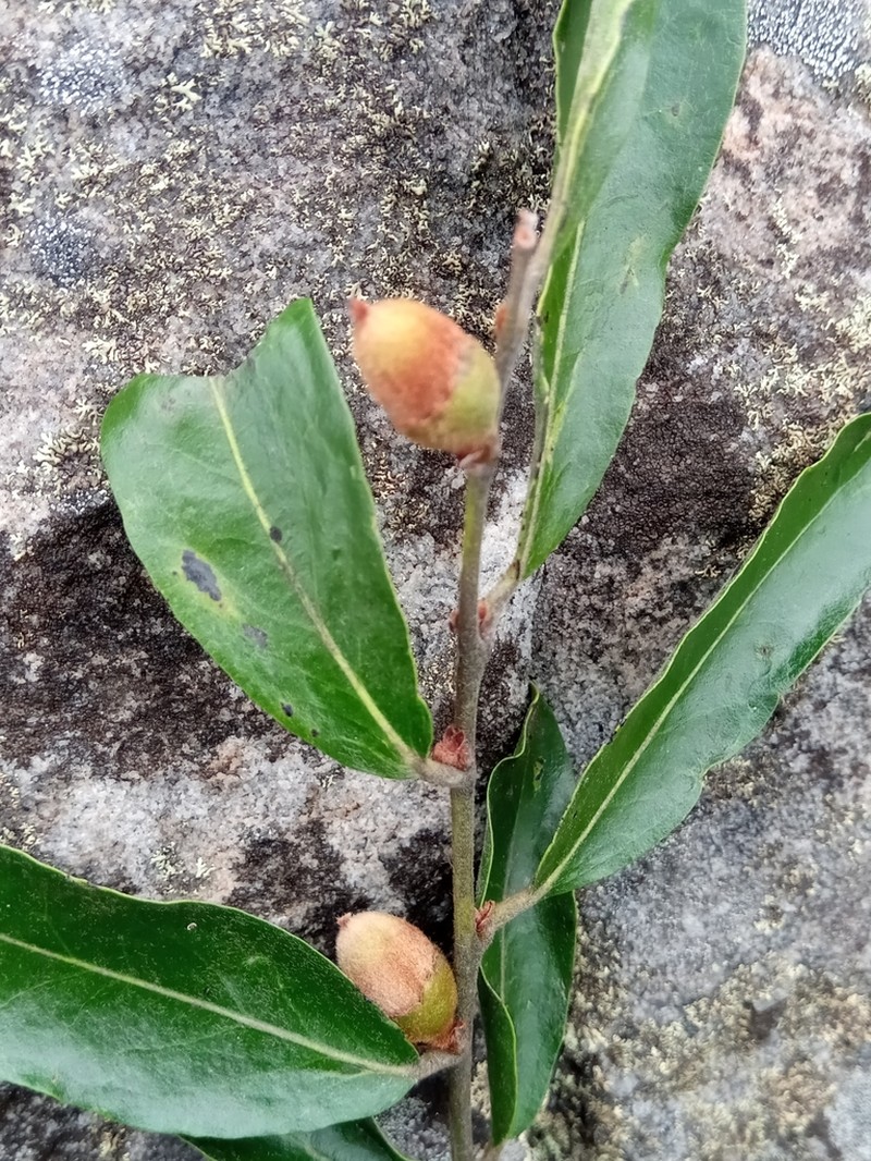 Diospyros cinnamomoides photo 5
