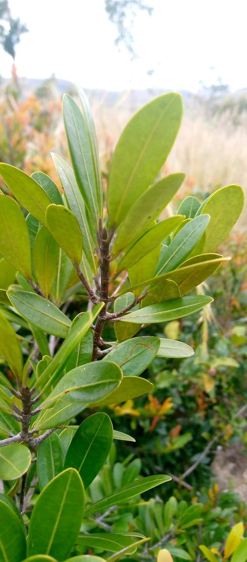 Diospyros cinnamomoides photo 6