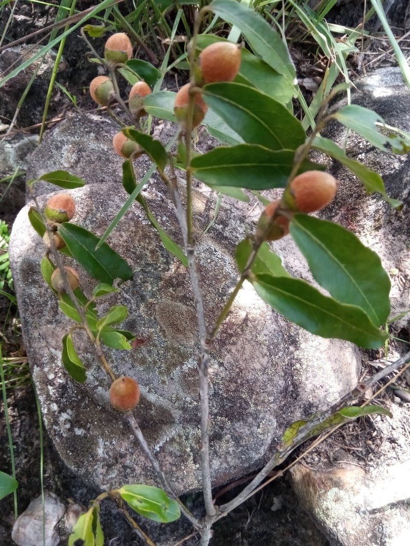 Diospyros cinnamomoides photo 7