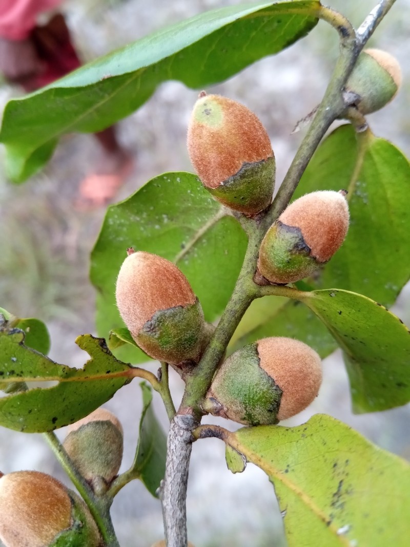 Diospyros cinnamomoides photo 8