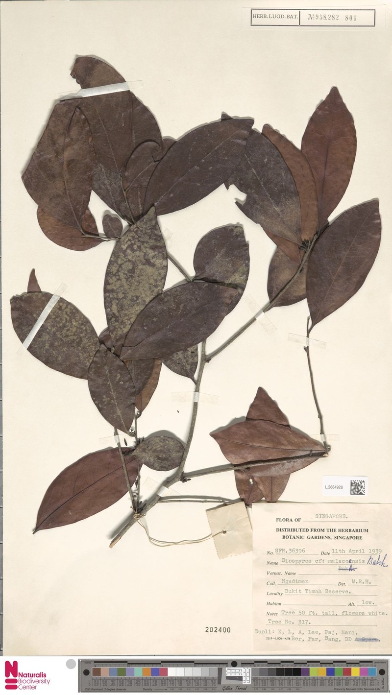 Diospyros clavigera