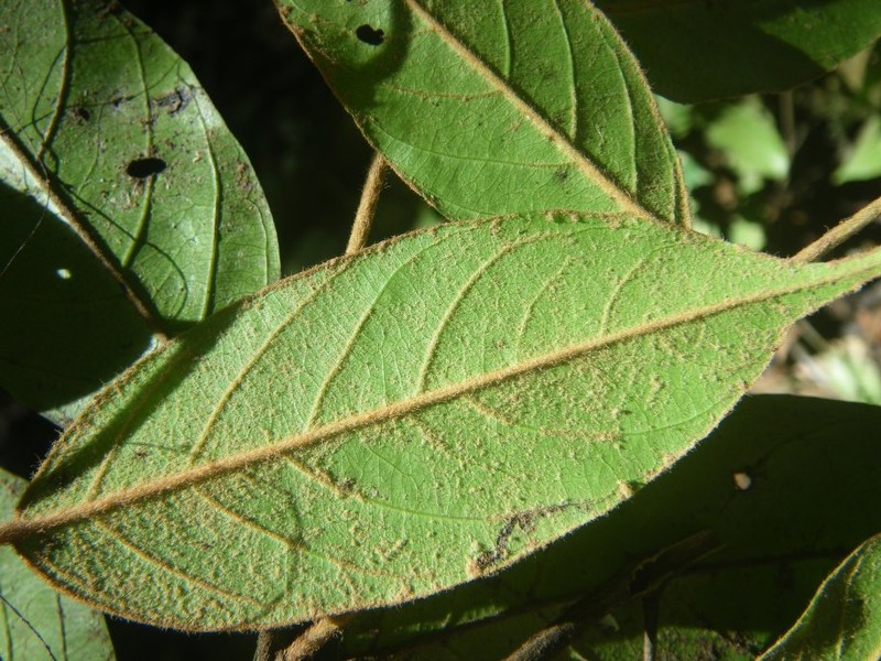 Diospyros cleistantha