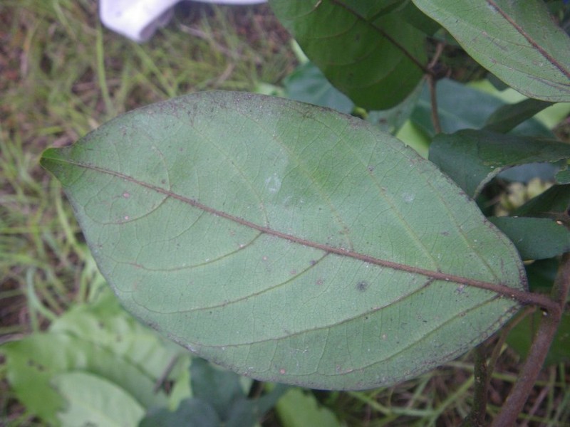 Diospyros cleistantha photo 2