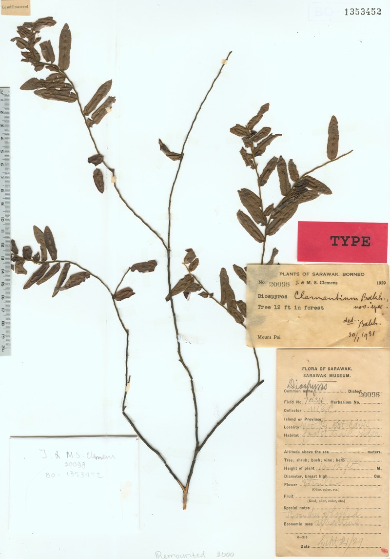 Diospyros clementium