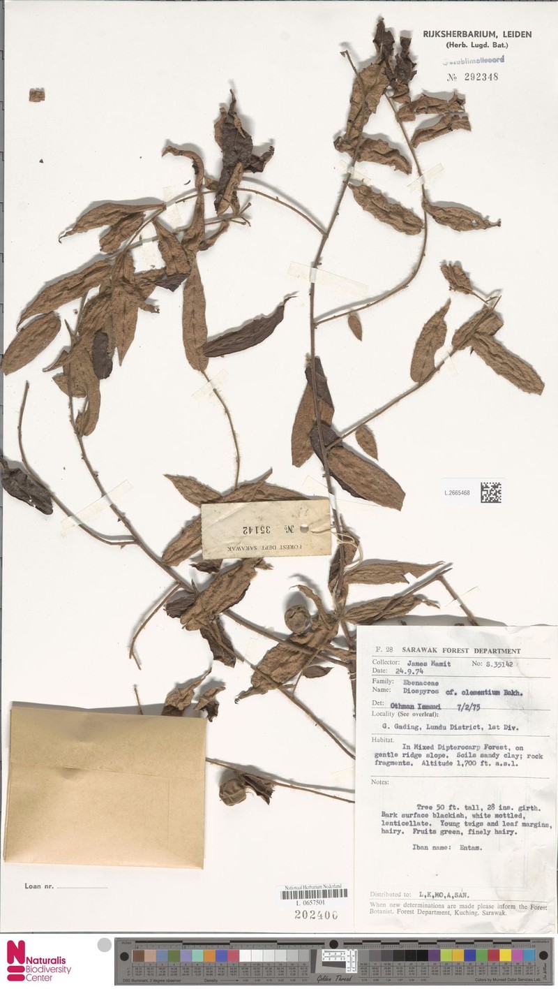 Diospyros clementium photo 2
