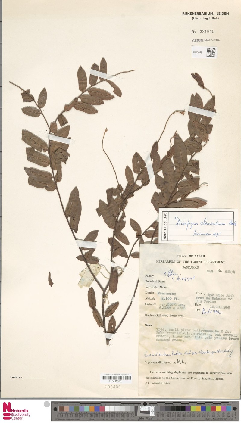 Diospyros clementium photo 3
