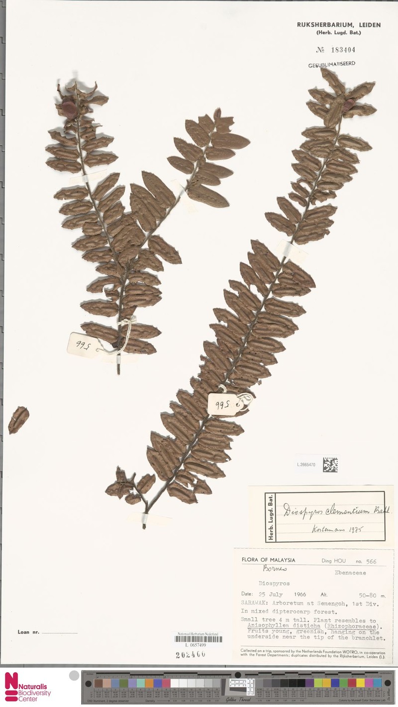 Diospyros clementium photo 4