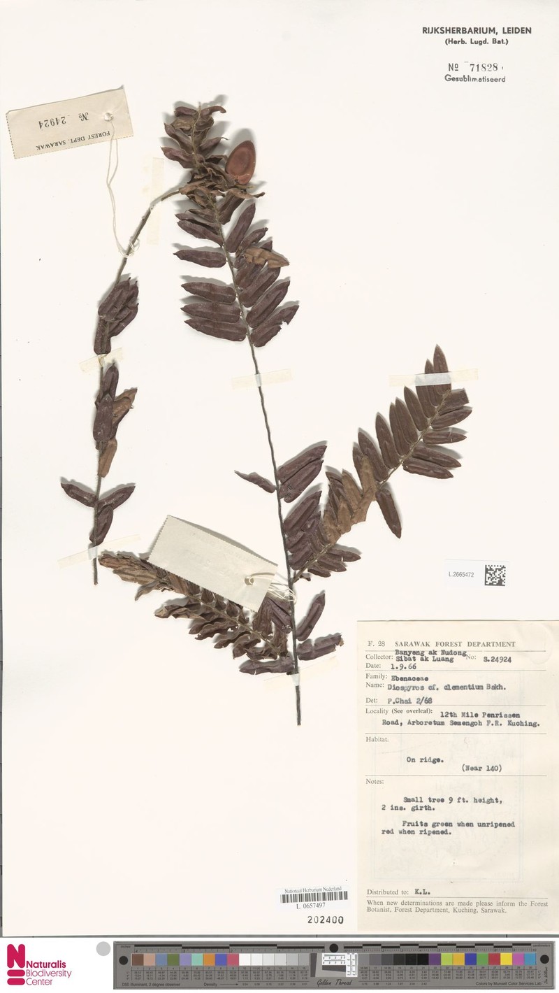 Diospyros clementium photo 5