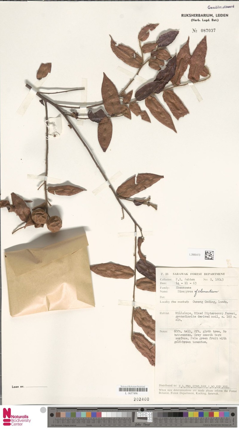 Diospyros clementium photo 6