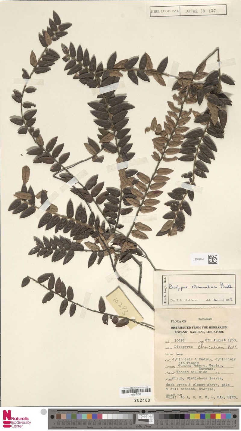 Diospyros clementium photo 7
