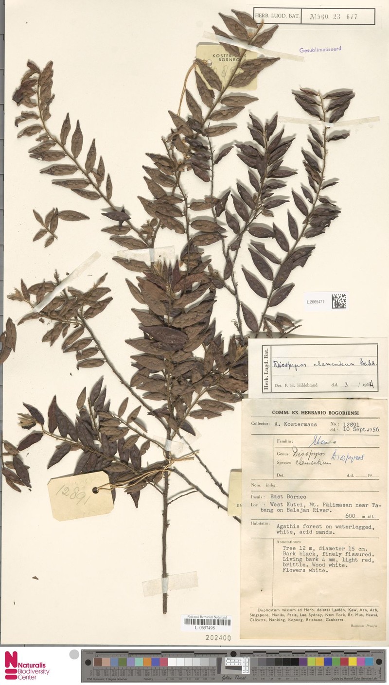 Diospyros clementium photo 8