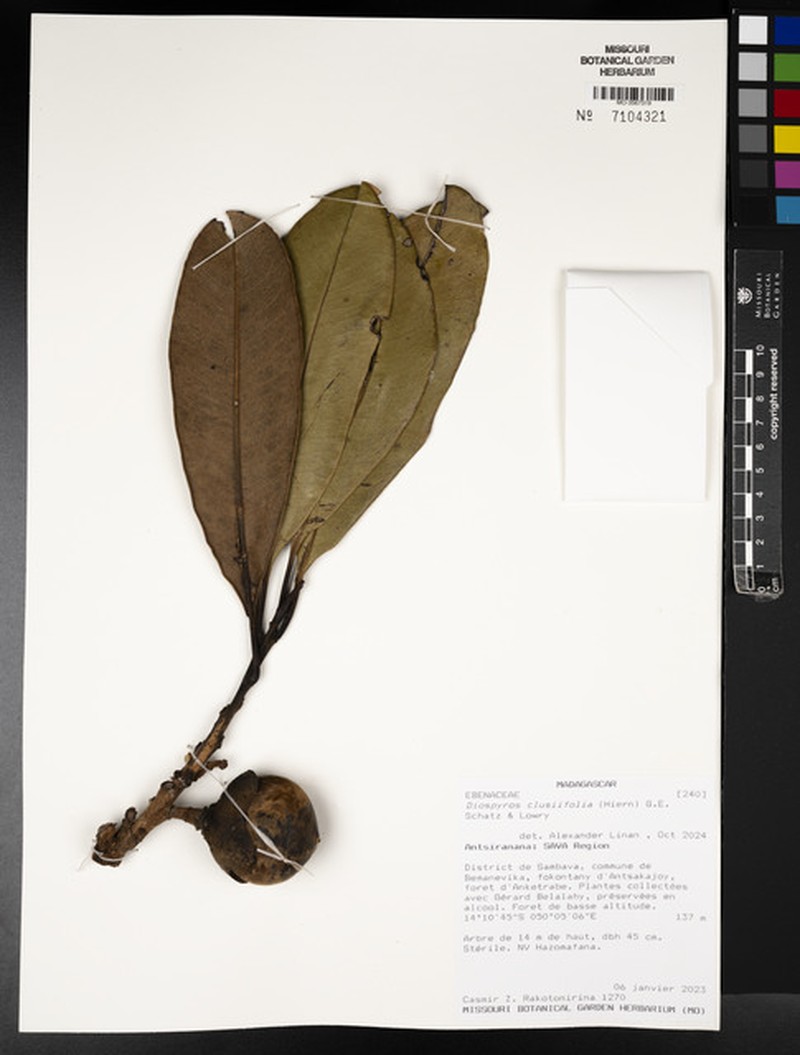 Diospyros clusiifolia