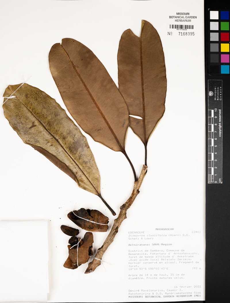 Diospyros clusiifolia photo 2
