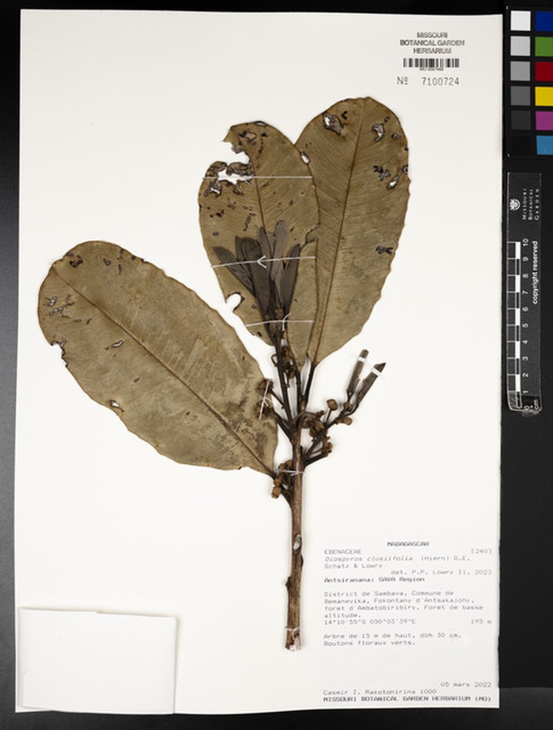 Diospyros clusiifolia photo 3