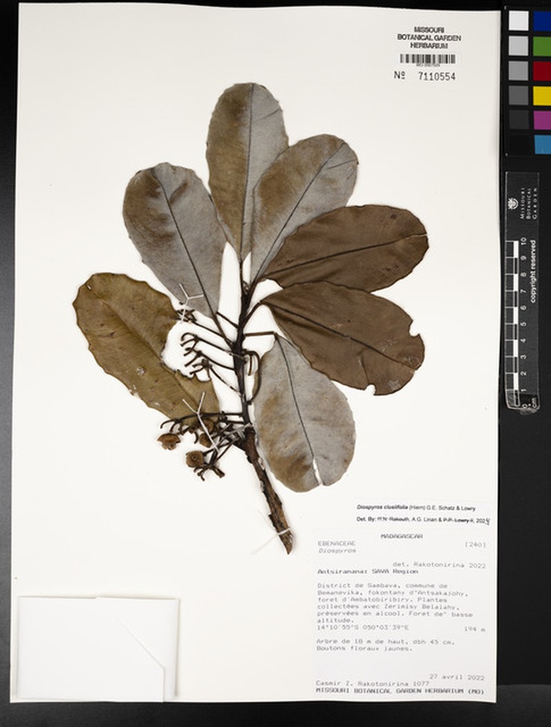 Diospyros clusiifolia photo 4