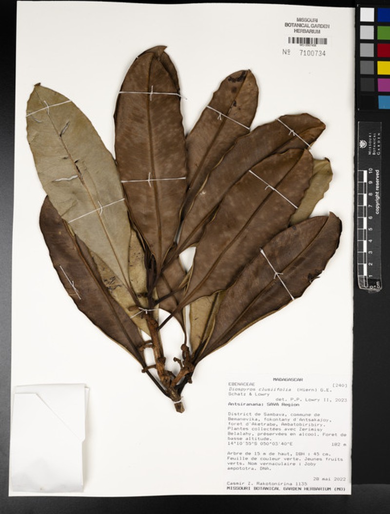 Diospyros clusiifolia photo 5