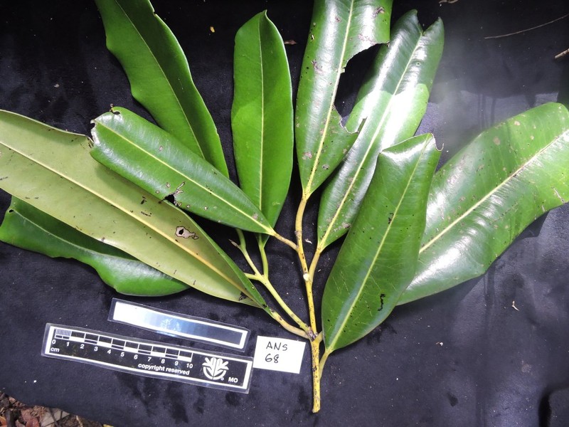 Diospyros clusiifolia photo 7