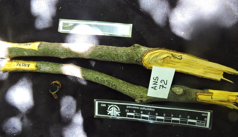 Diospyros clusiifolia photo 8