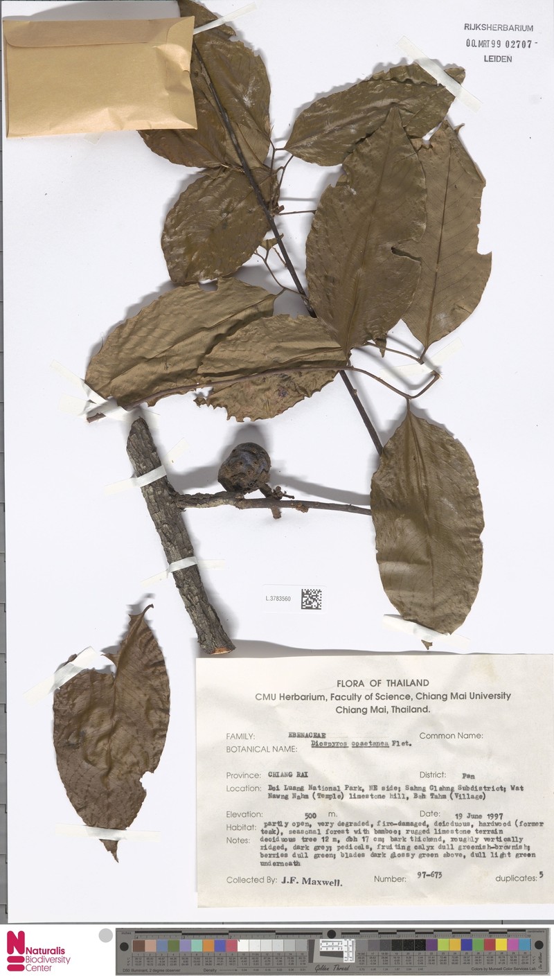 Diospyros coaetanea