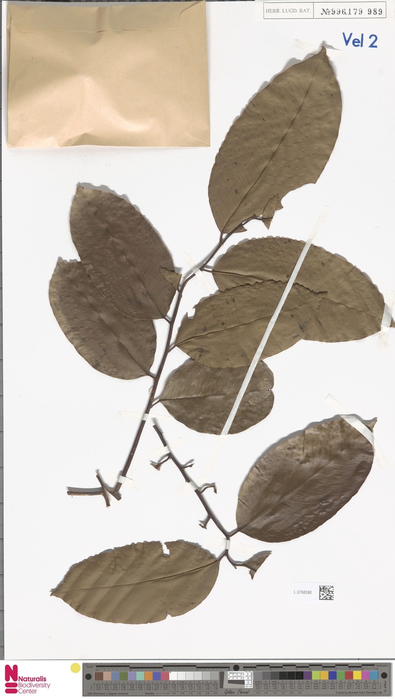 Diospyros coaetanea photo 2